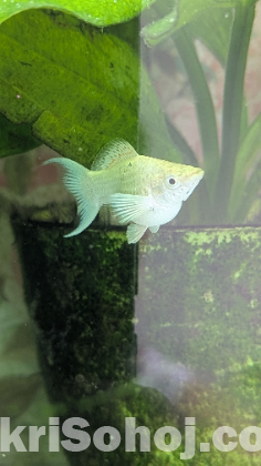 Adult White Moon Tail Balloon Molly Fish
